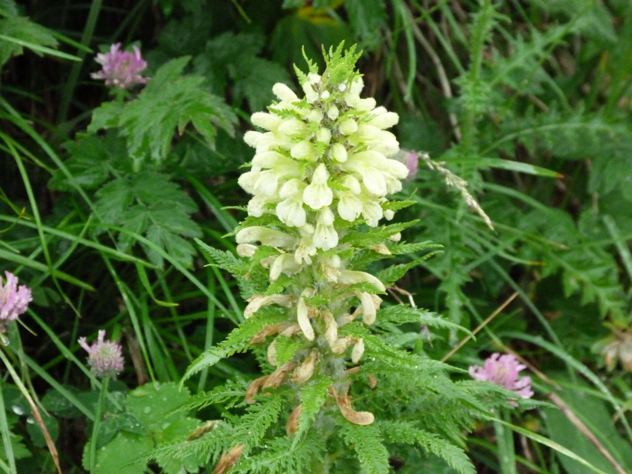 Imagem de Pedicularis foliosa L.