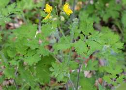 Sivun Chelidonium asiaticum (Hara) A. Krahulcová kuva