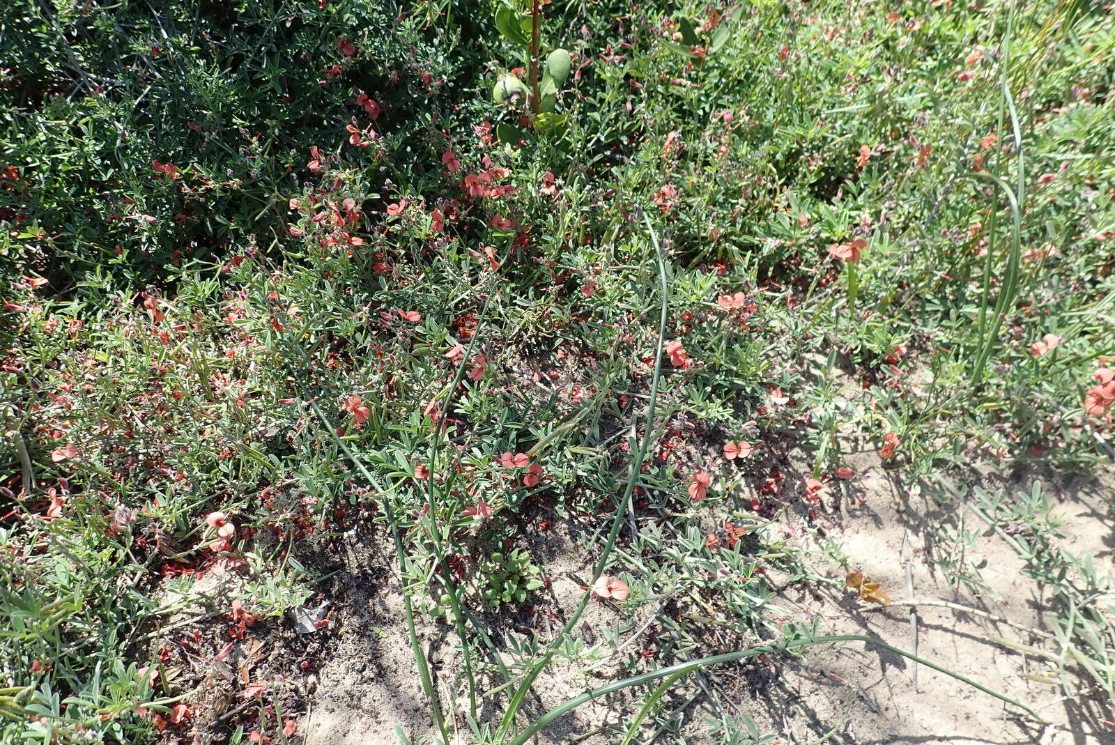 Слика од Indigofera candicans Aiton