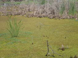 Слика од Cyperus blepharoleptos Steud.