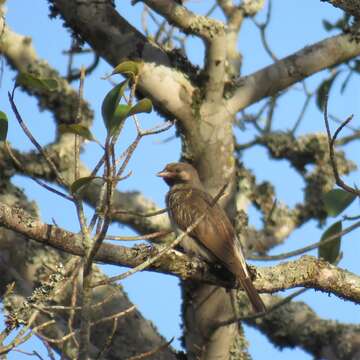 Image of Greater Honeyguide