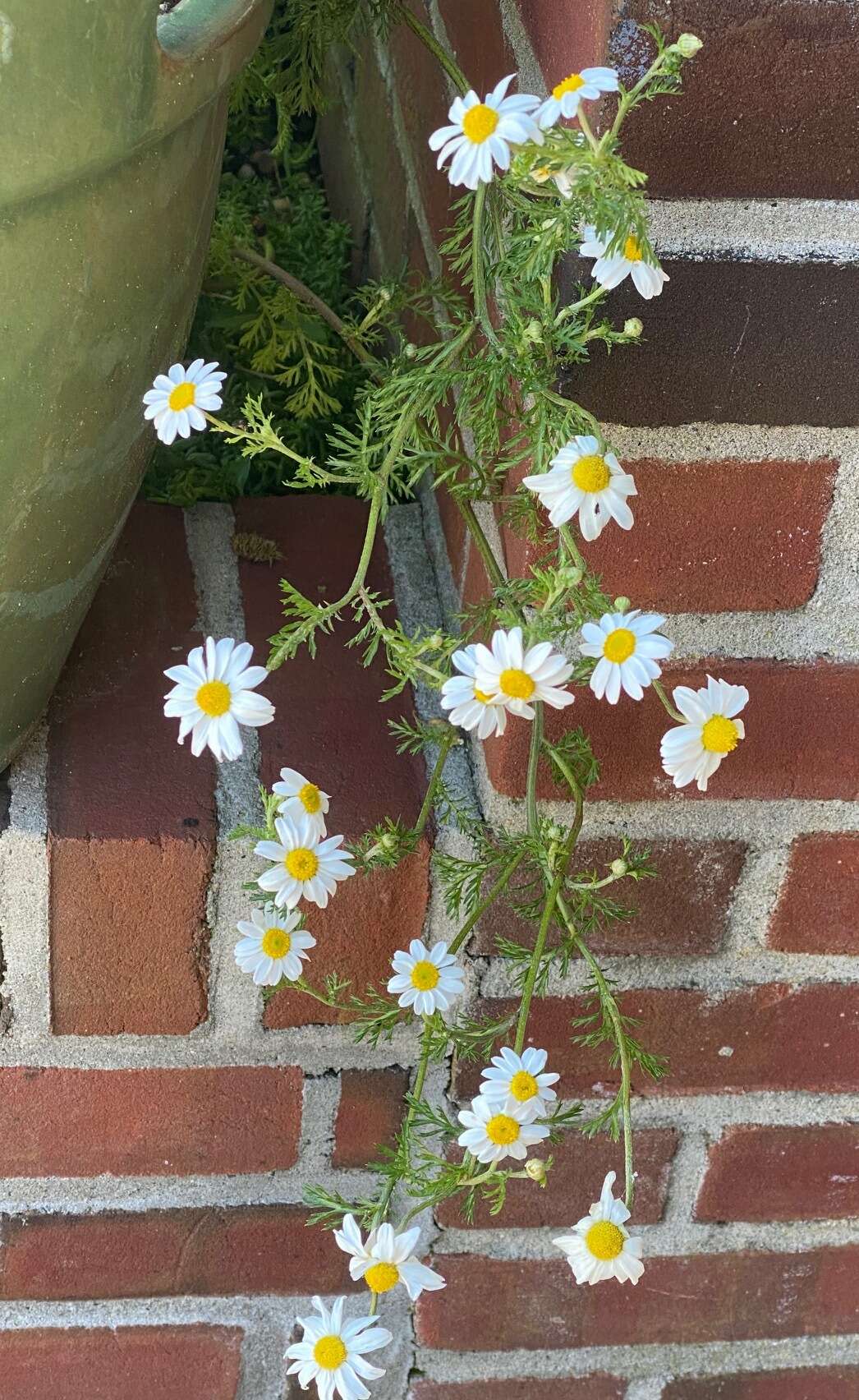 Image of corn chamomile