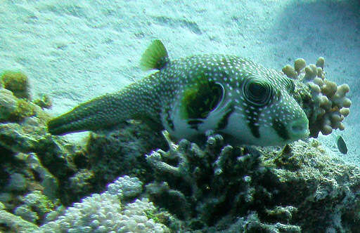 Image of Broadbarred Toadfish