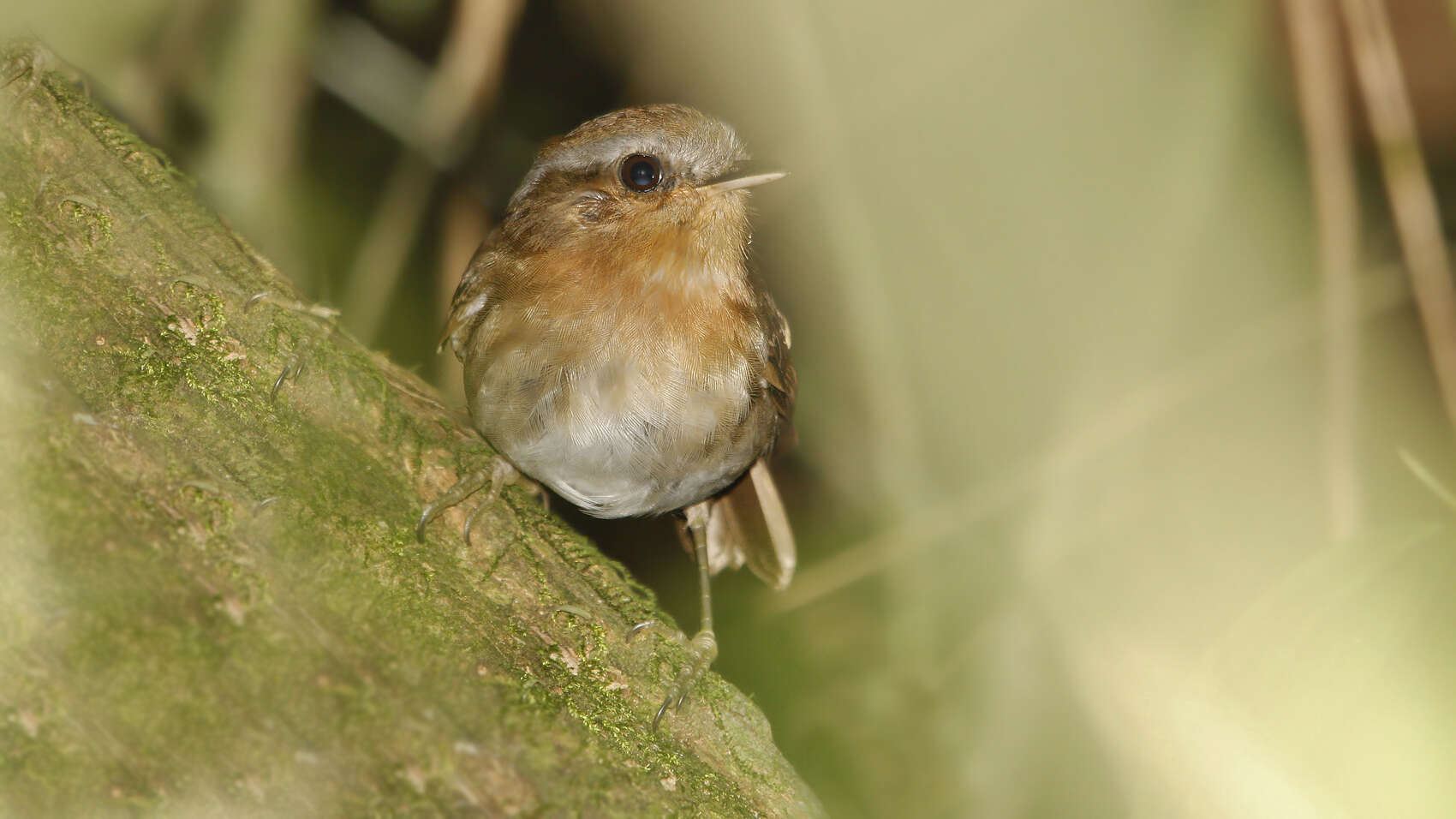 Image of Rufous Gnateater