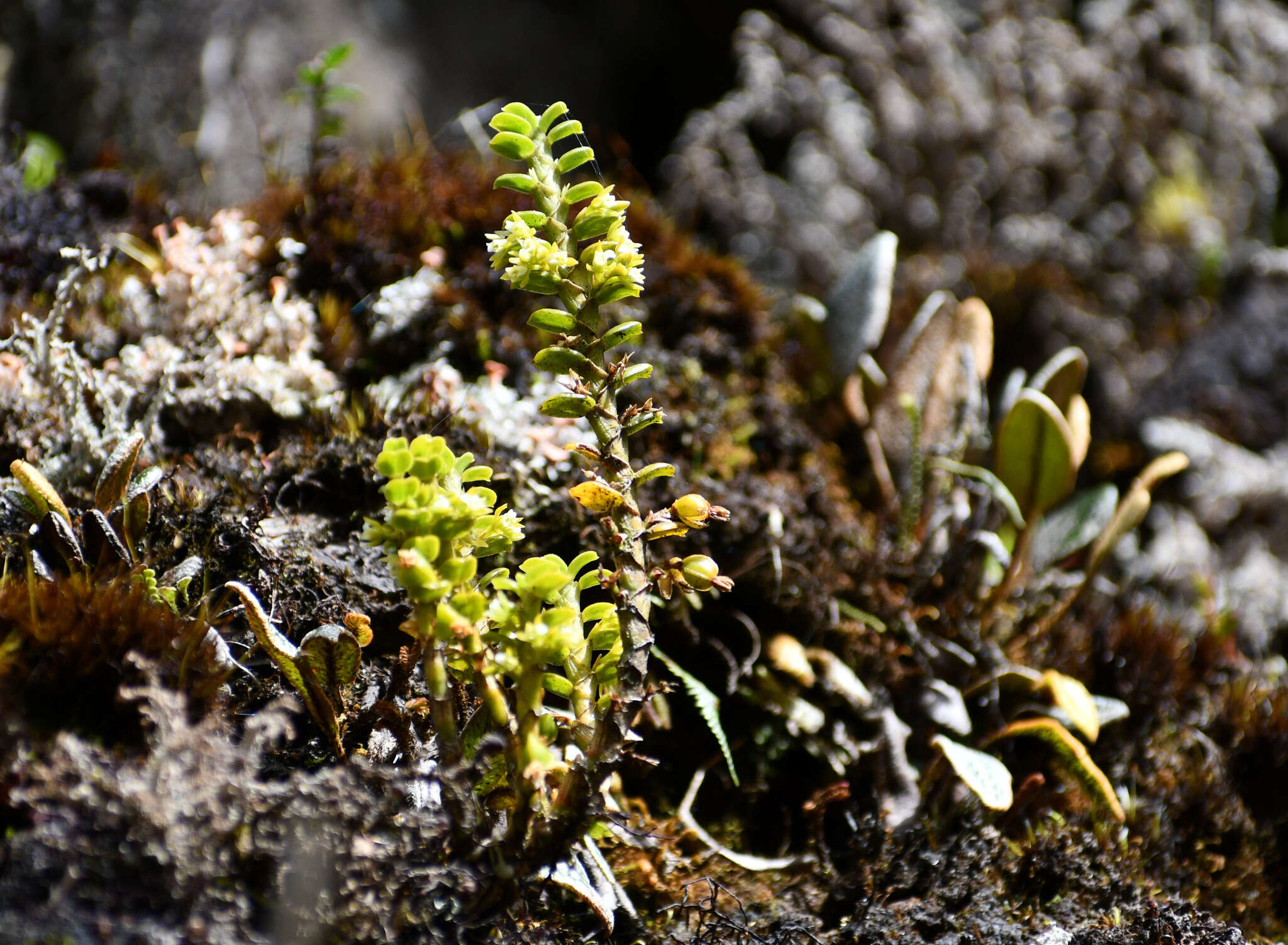 Image of Fernandezia crystallina (Lindl.) M. W. Chase