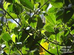 Image of Cleyera japonica var. morii (Yamamoto) Masam.