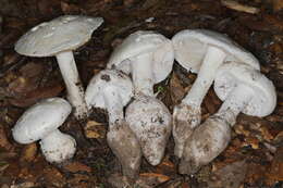 Image of Amanita rhoadsii (Murrill) Murrill 1939