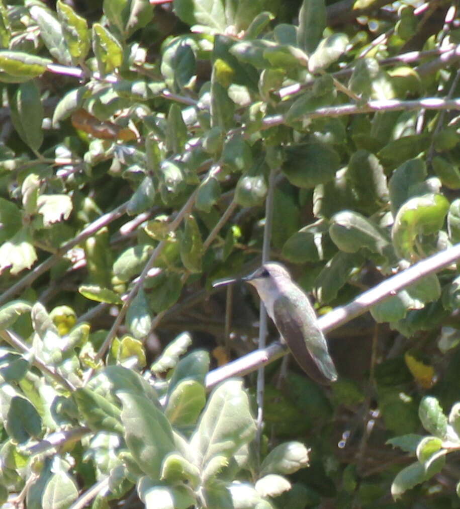 Image of Calypte Gould 1856