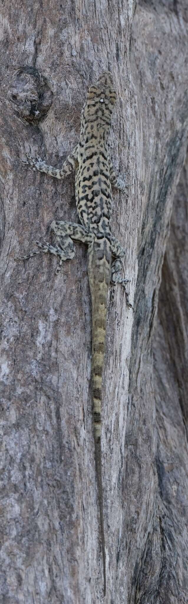 Anolis bonairensis Ruthven 1923 resmi