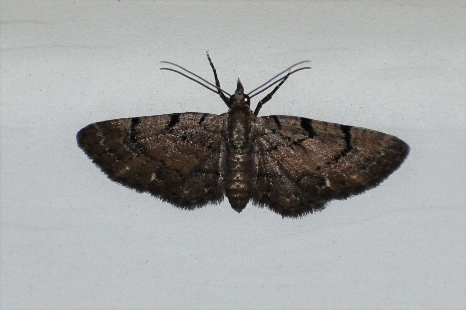 Image of Peck's Pug Moth