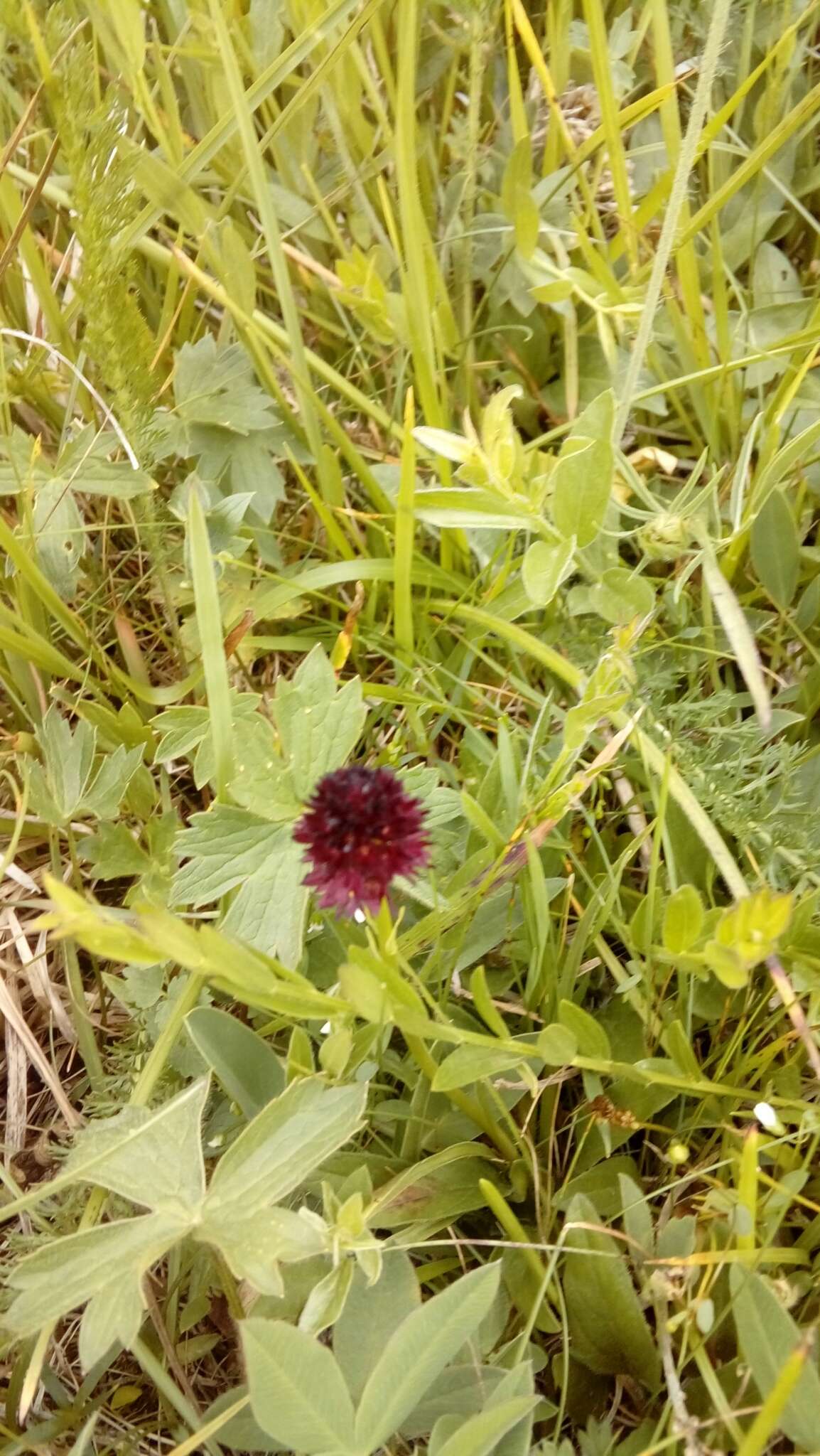 صورة Gymnadenia rhellicani (Teppner & E. Klein) Teppner & E. Klein