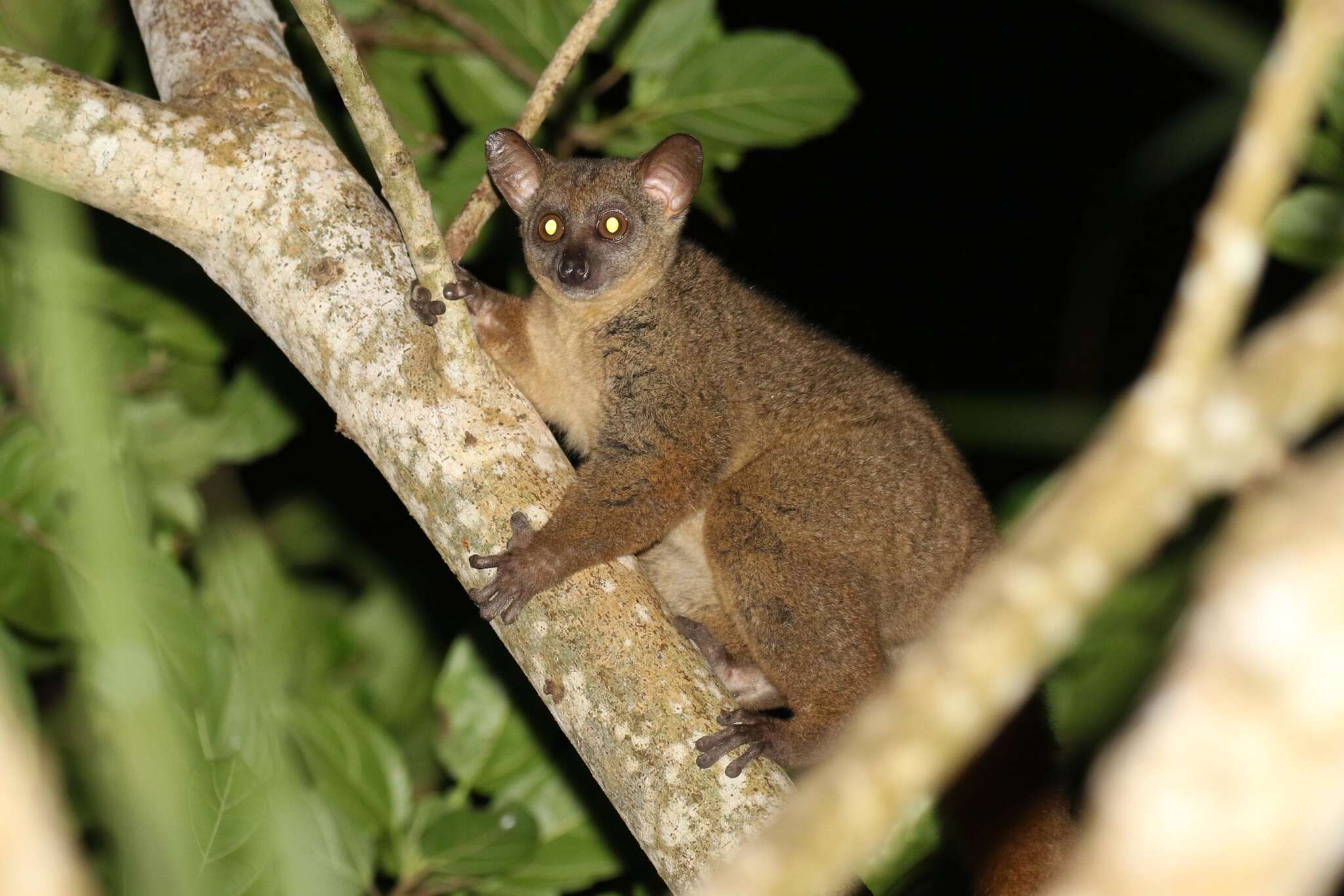 Image of Garnett's Greater Galago