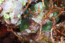 Image of Northern bicoloured triplefin