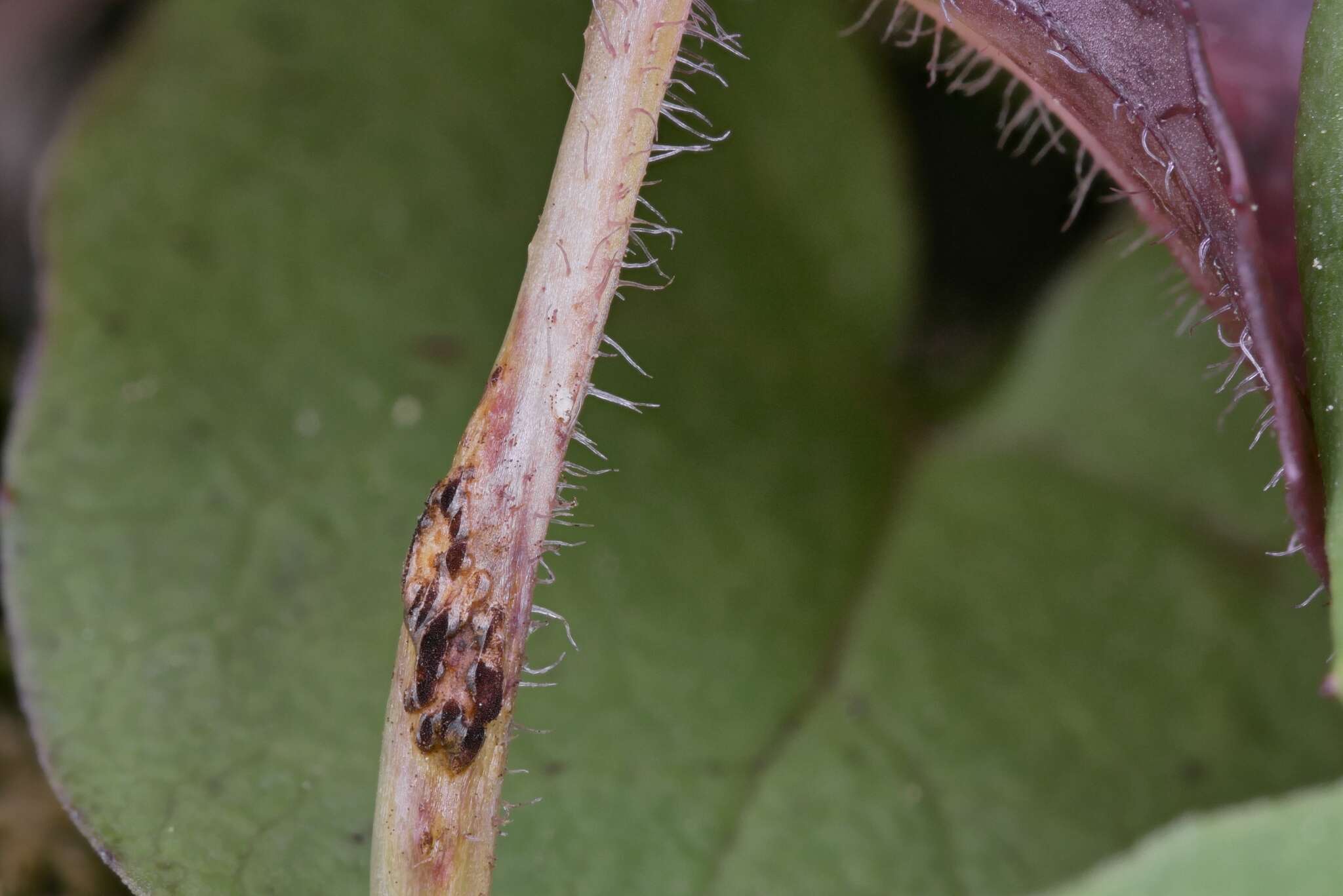 Imagem de Puccinia orbicula Peck & Clinton 1878