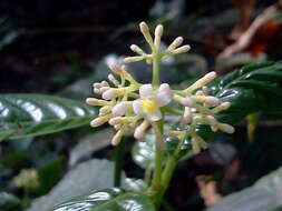 Palicourea acuminata (Benth.) Borhidi resmi