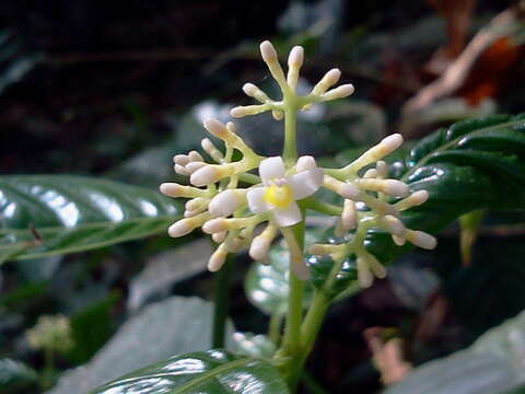 صورة Palicourea acuminata (Benth.) Borhidi