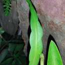 Image of Epiphyllum pumilum Britton & Rose