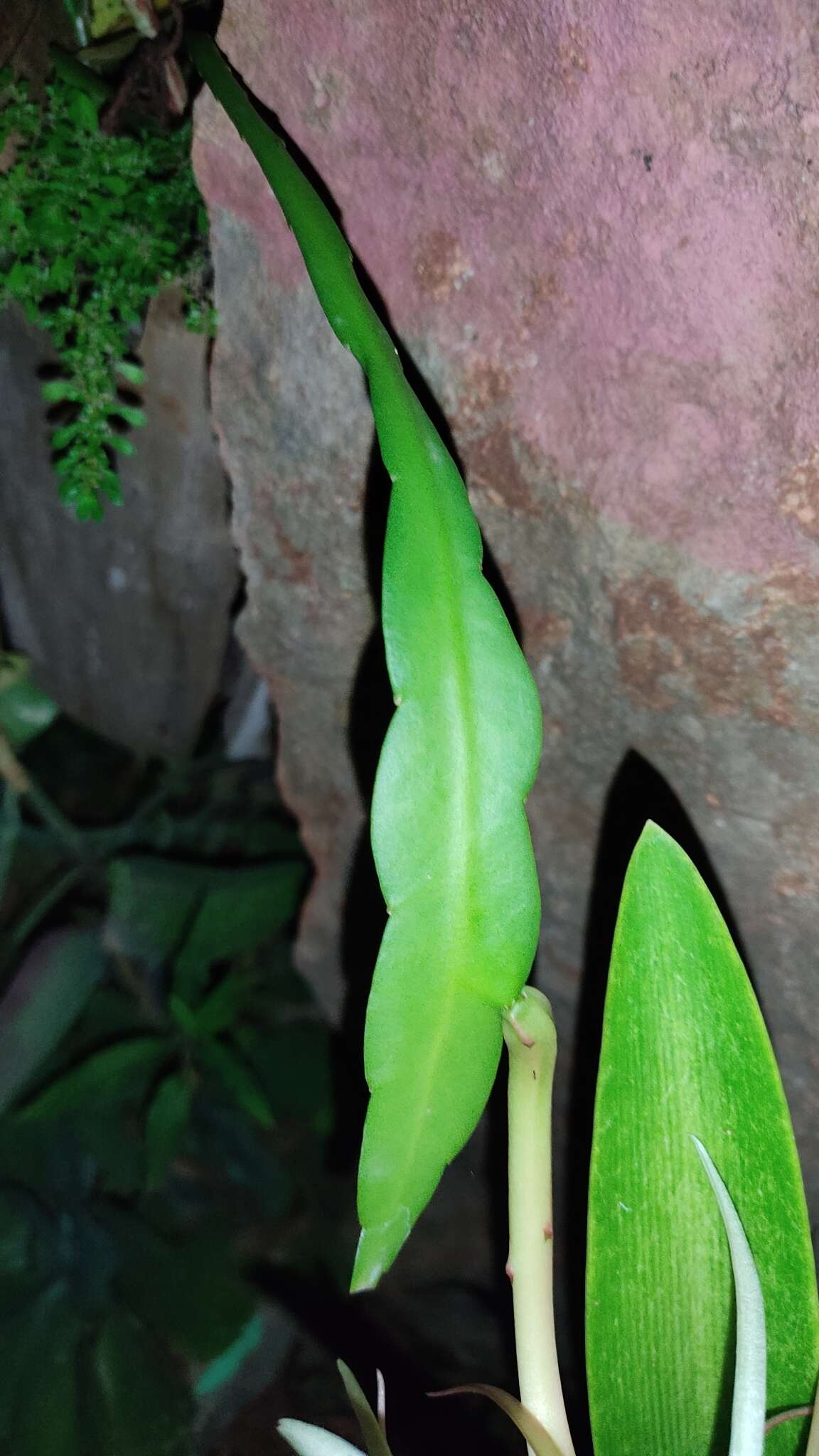 Image of Epiphyllum pumilum Britton & Rose