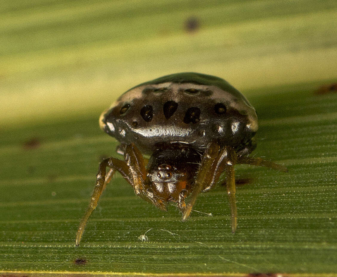 Image of Cyrtarachne tricolor (Doleschall 1859)