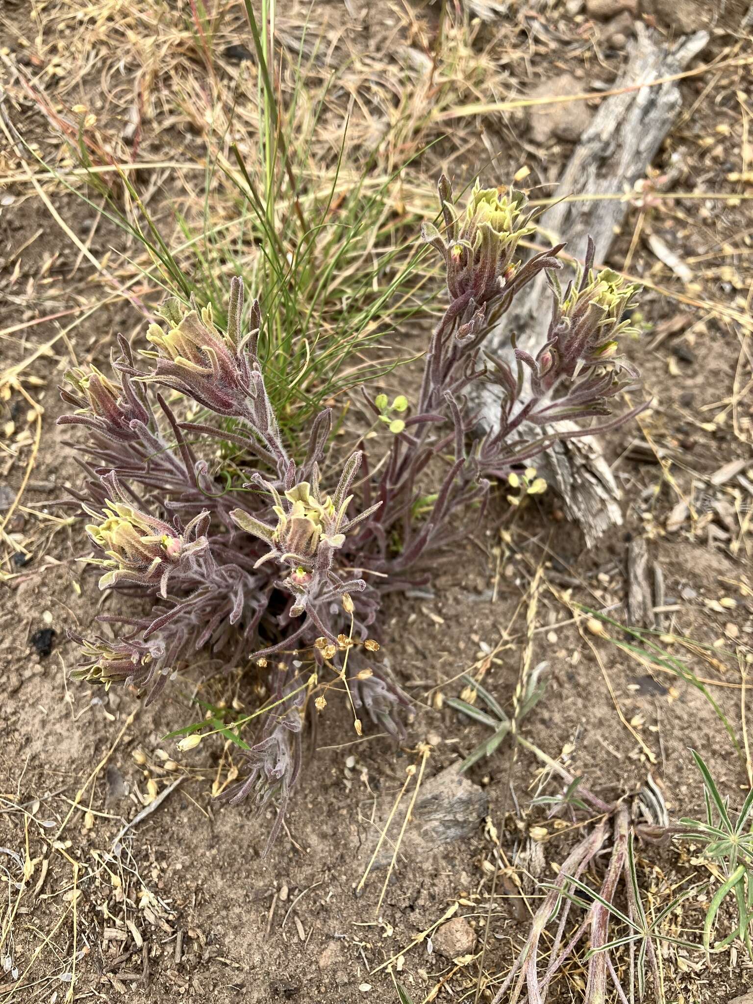 Image of <i>Castilleja <i>pilosa</i></i> var. pilosa