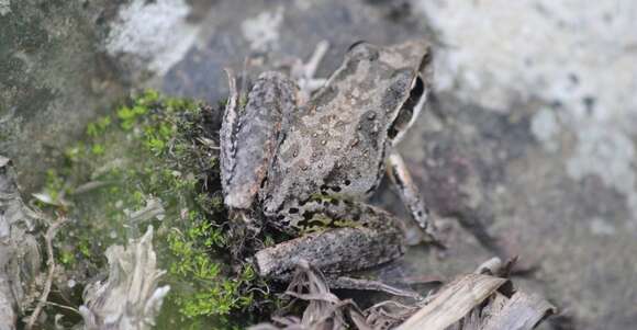 Sivun Litoria freycineti Tschudi 1838 kuva