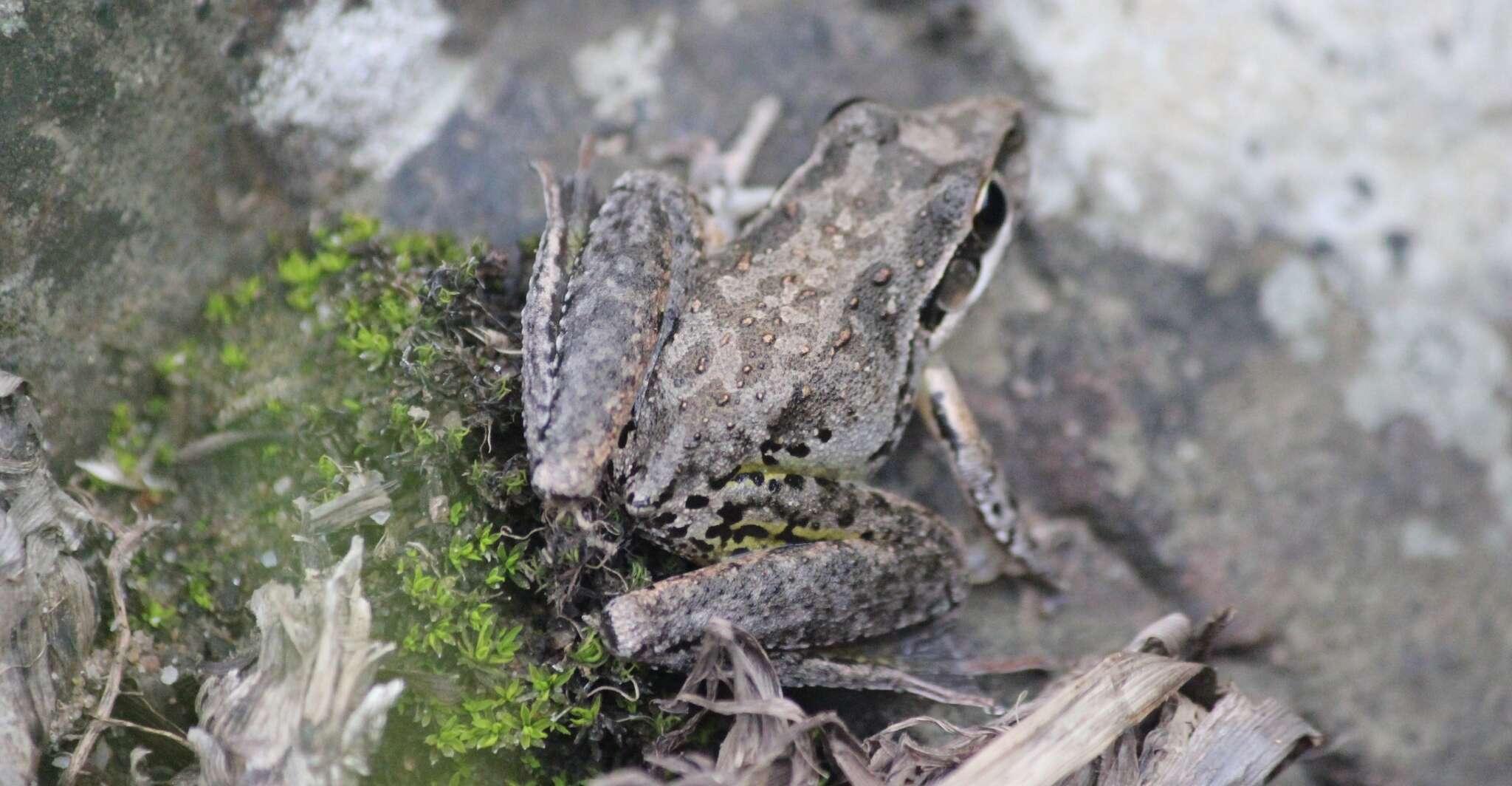 Imagem de Litoria freycineti Tschudi 1838