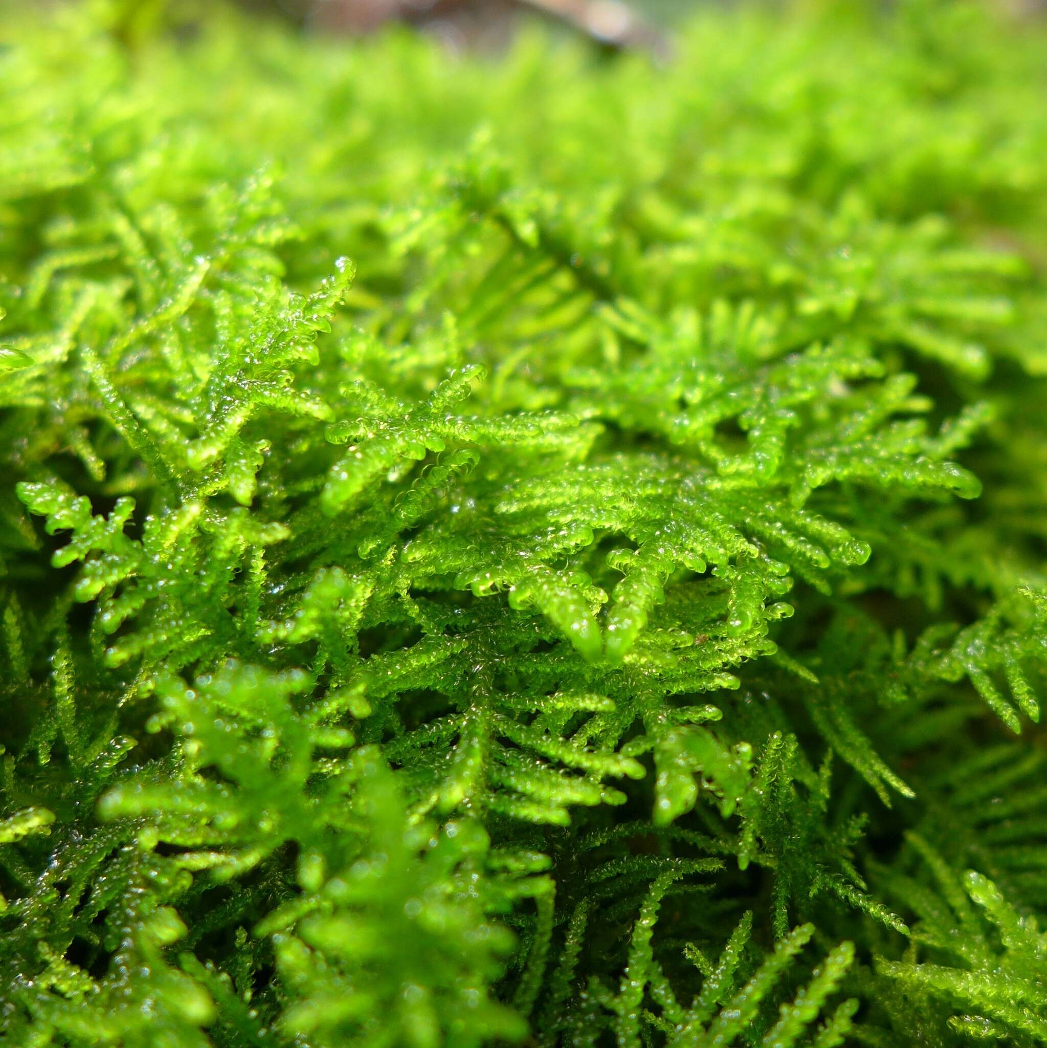 Image of palustriella moss