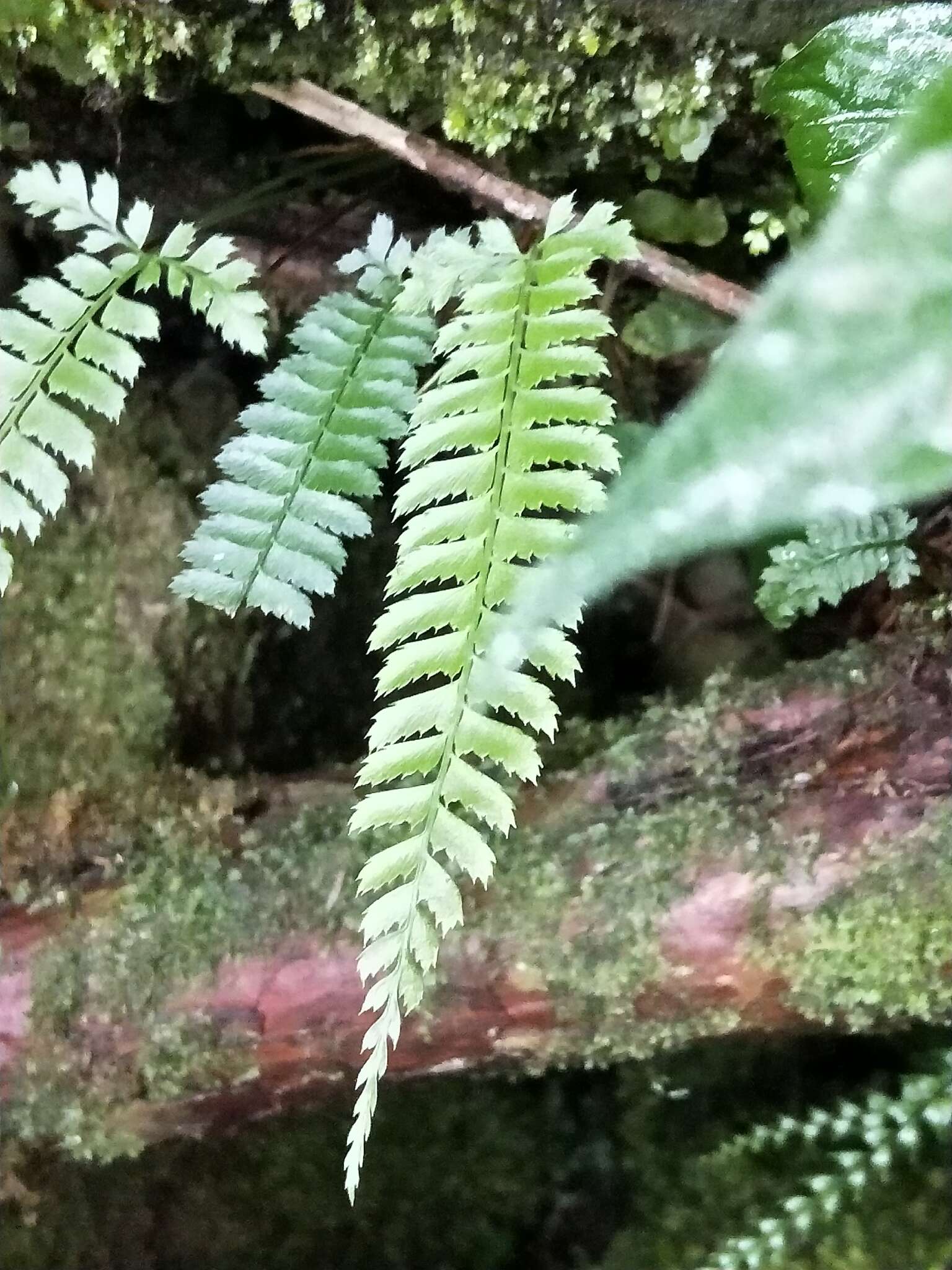 Plancia ëd Polystichum hancockii (Hance) Diels