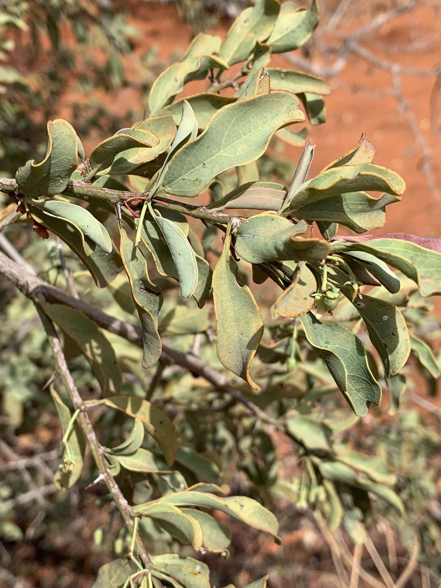 Image of Blue sourplum