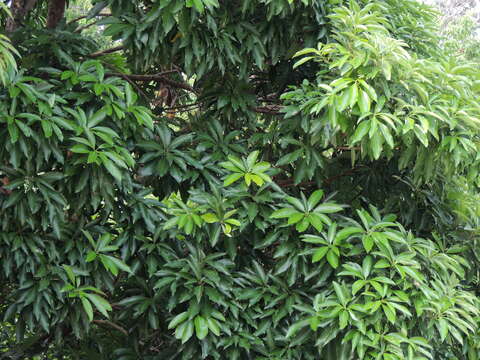 صورة Machilus japonica var. kusanoi (Hayata) J. C. Liao