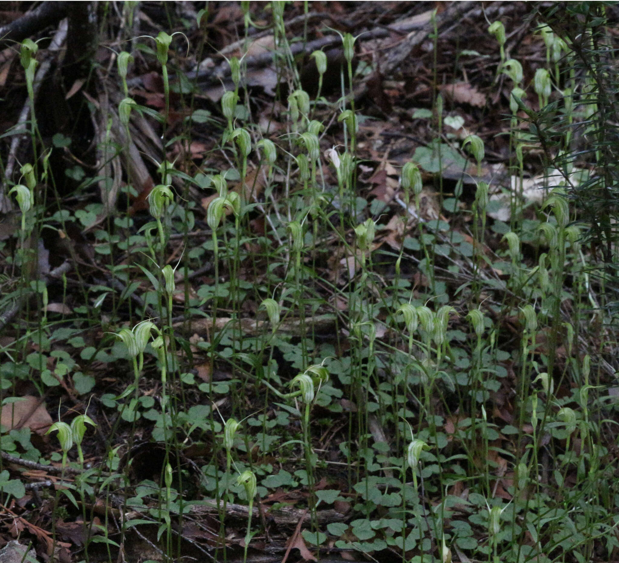 Image of Trowel leaved greenhood orchid