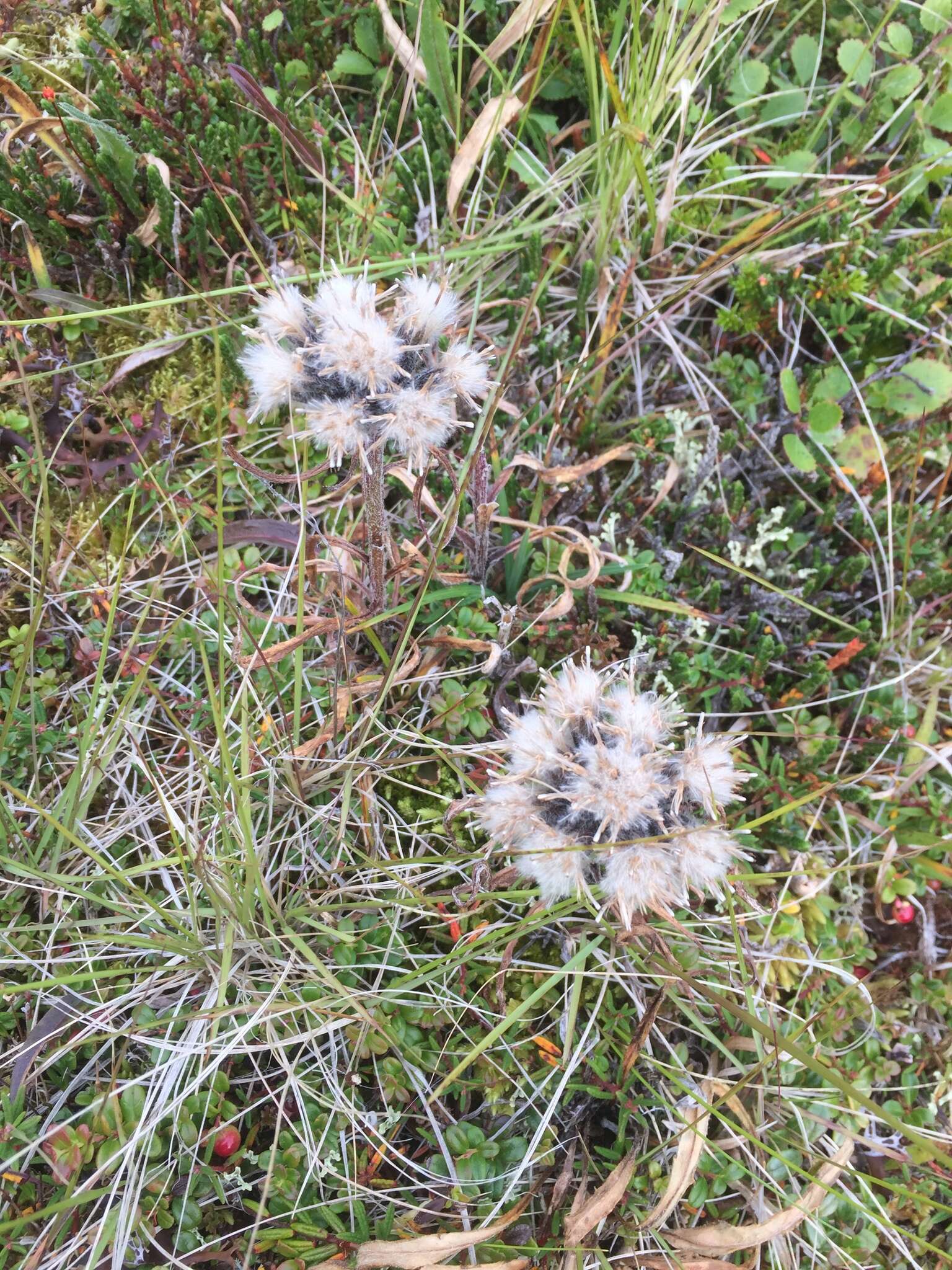 Sivun Saussurea angustifolia (Willd.) DC. kuva