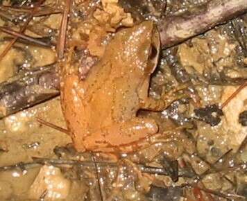 Image of Mountain Chorus Frog