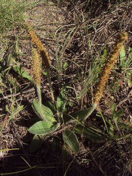 Image of Plantago tomentosa Lam.