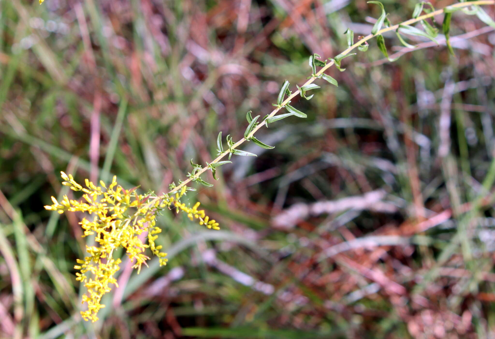 Image of anisescented goldenrod