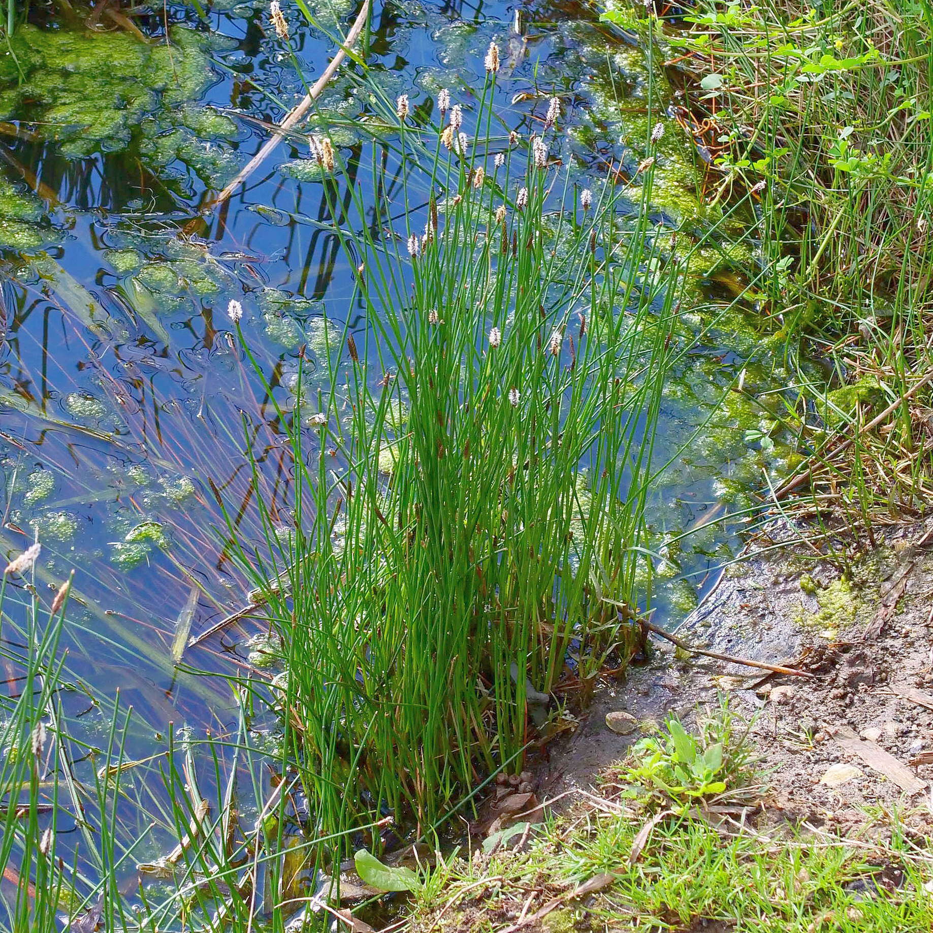 Image of Eleocharis acuta R. Br.