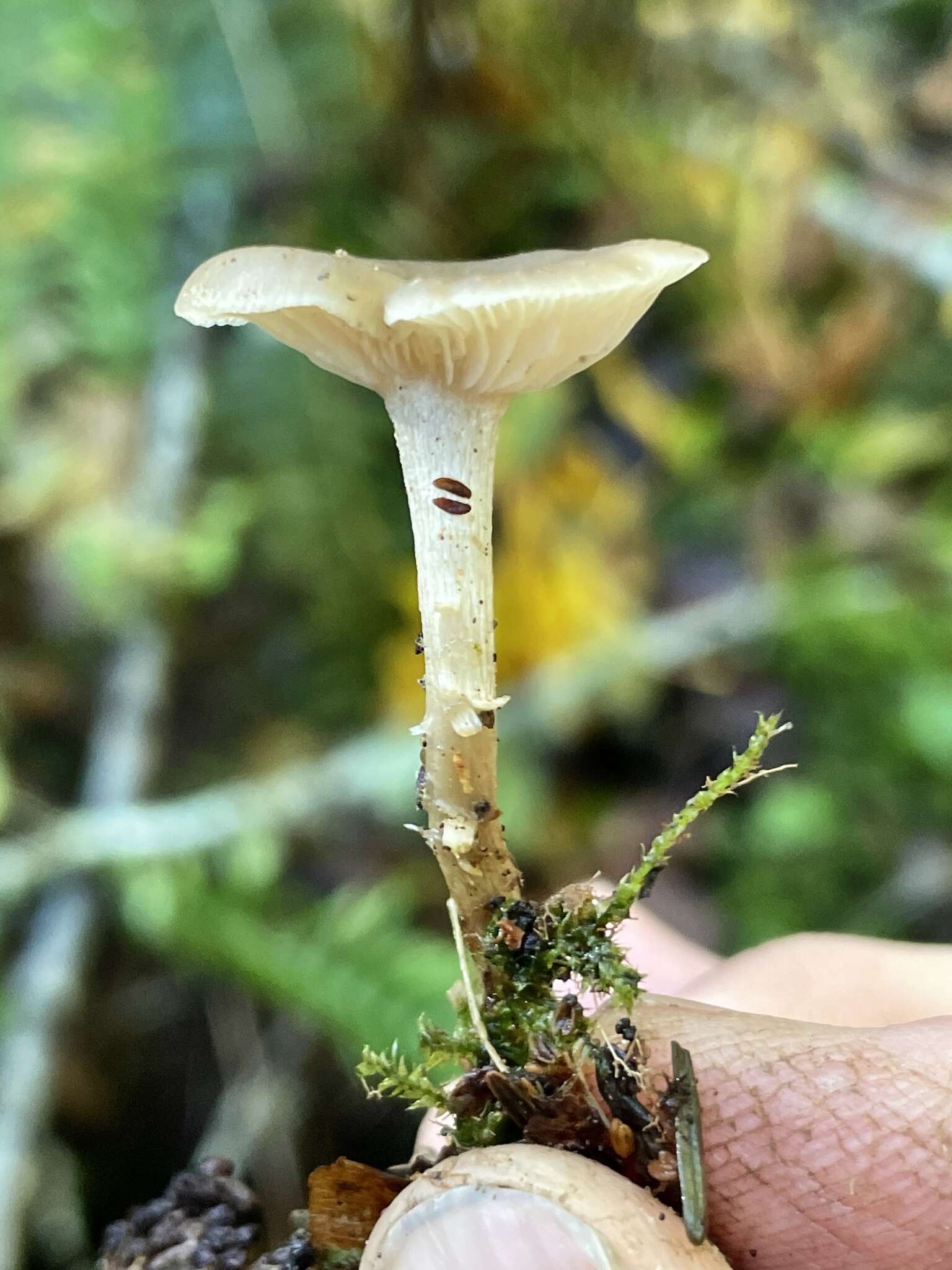 Clitocybe salmonilamella H. E. Bigelow 1976 resmi