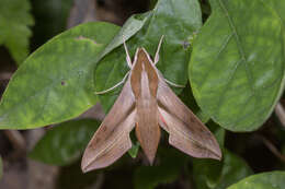 Image of Vine hawk moth