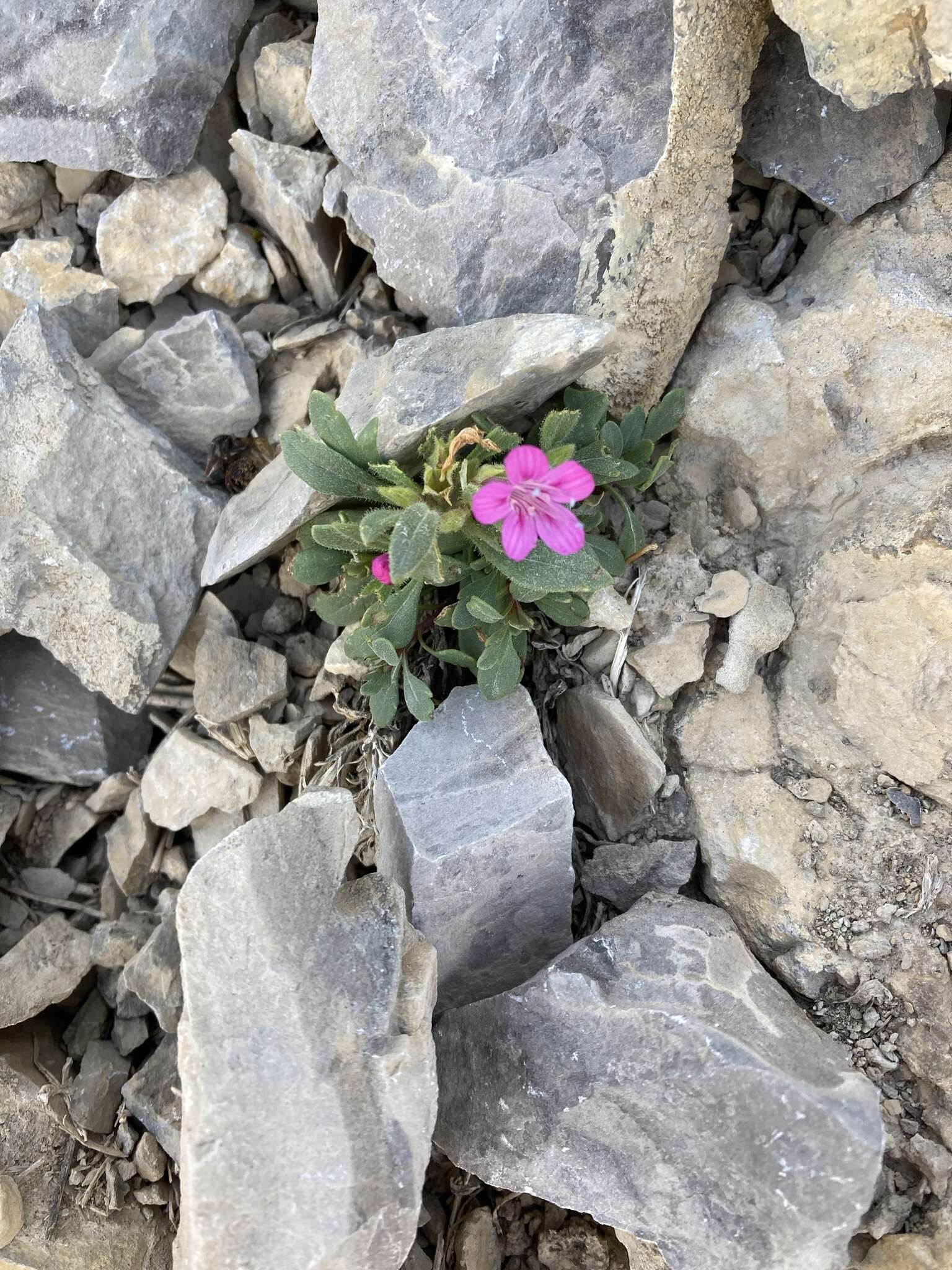 Image of Collomia debilis var. debilis