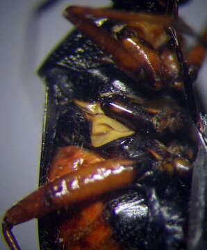 Image of Deraeocoris ventralis Reuter 1904