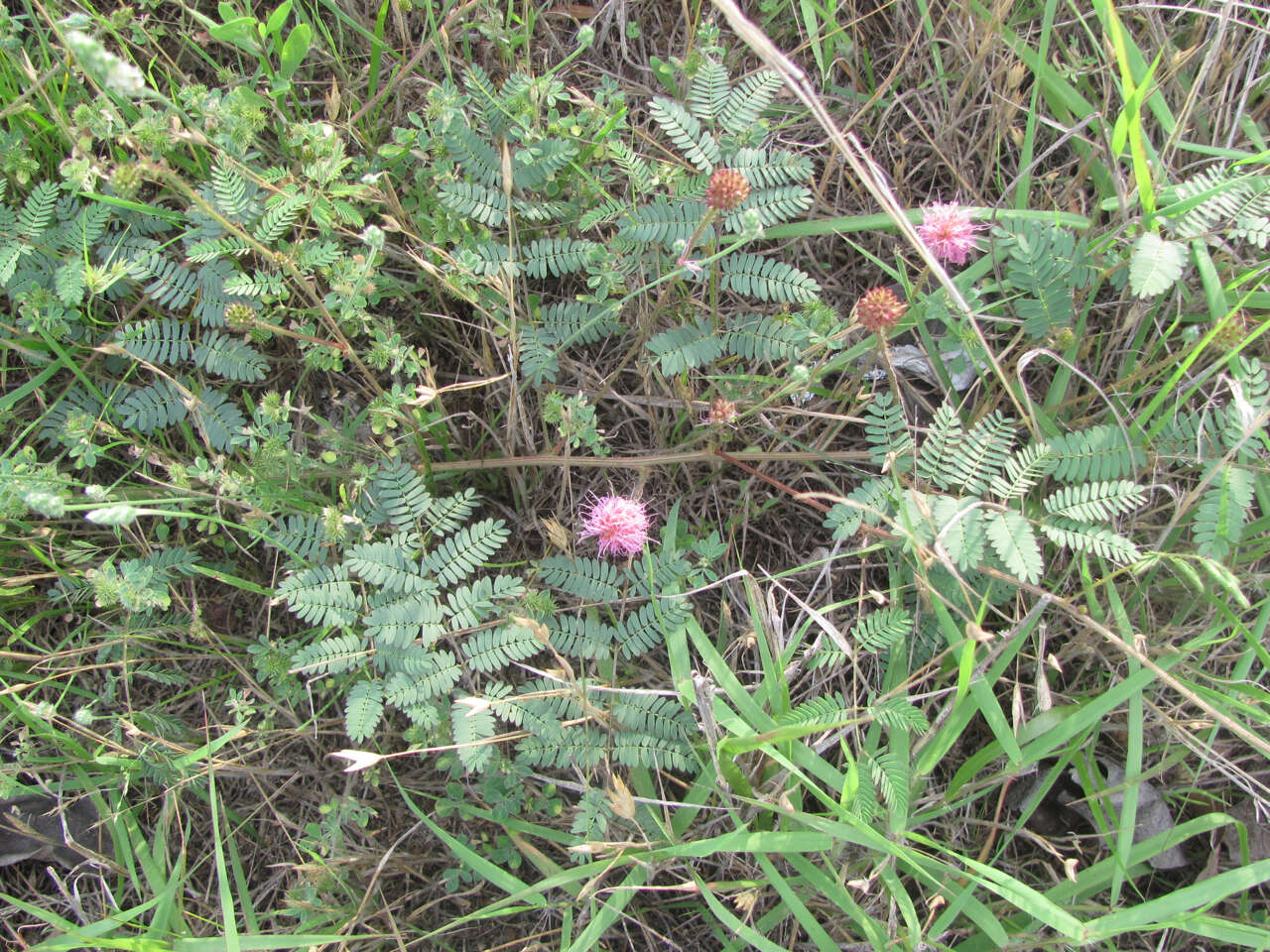 Imagem de Mimosa quadrivalvis var. platycarpa (A. Gray) Barneby