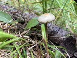 Слика од Psilocybe mescaleroensis Guzmán, Walstad, E. Gándara & Ram.-Guill. 2007