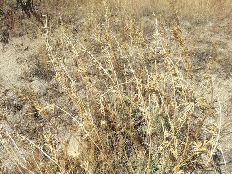 Image of mountain bush lupine