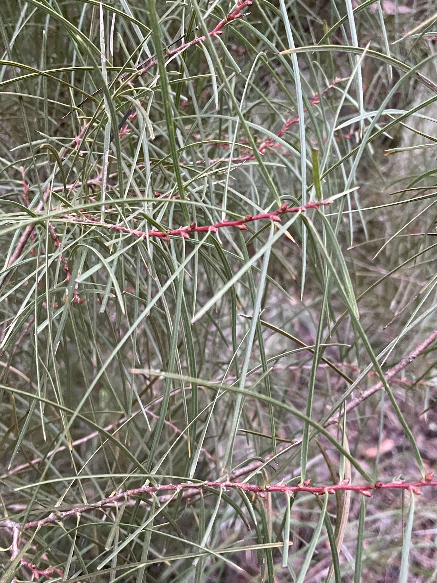 Image of Hakea ulicina R. Br.