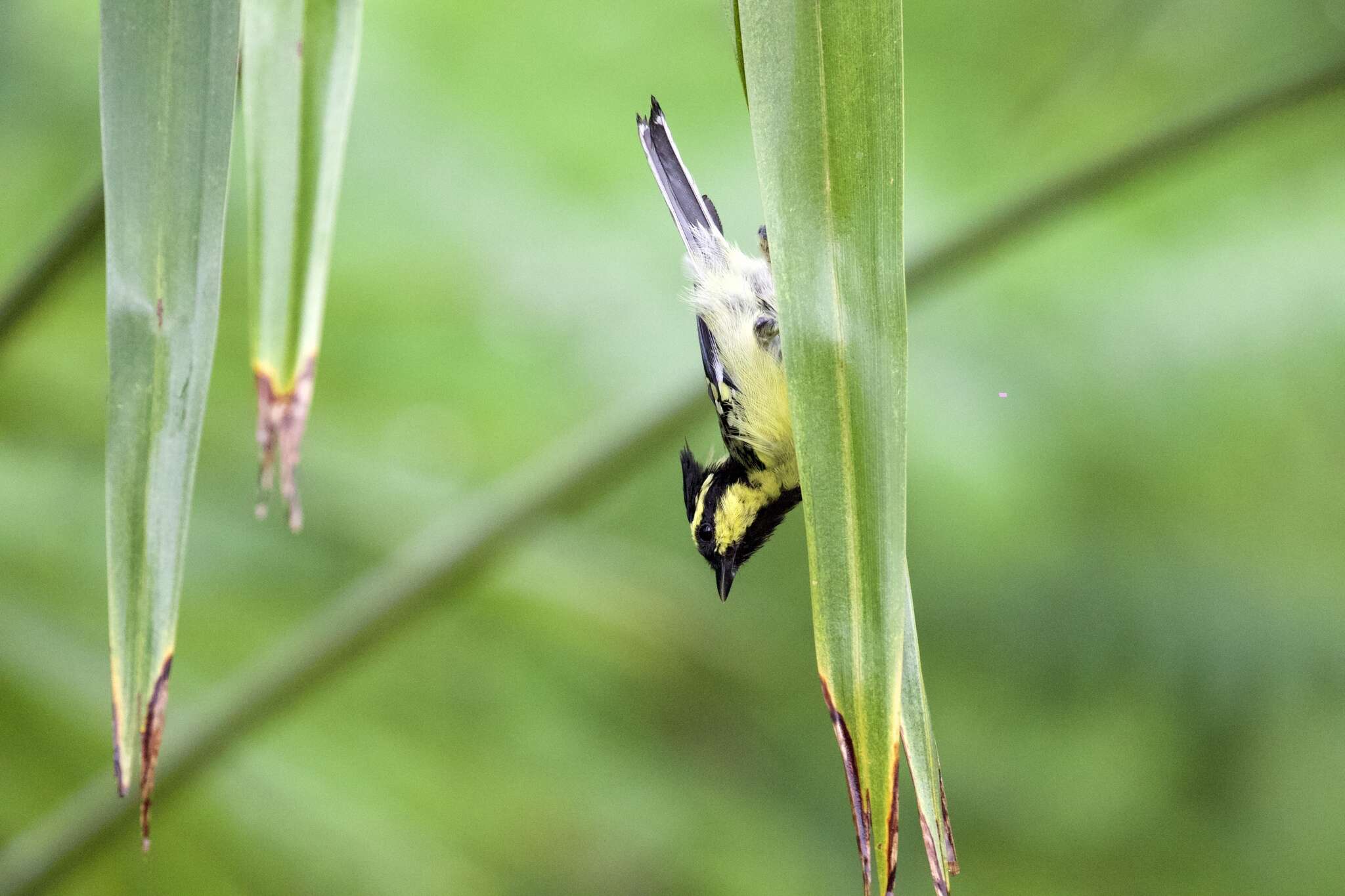 Image of Black-lored Tit