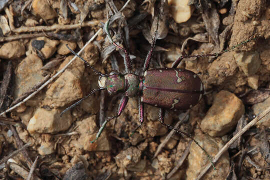 Image of Cicindela (Cicindela) javetii Chaudoir 1861