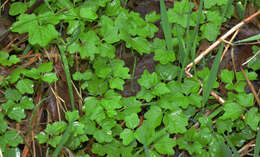 Image of Seaside Bittercress