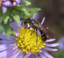 Image of Lasioglossum fuscipenne (Smith 1853)