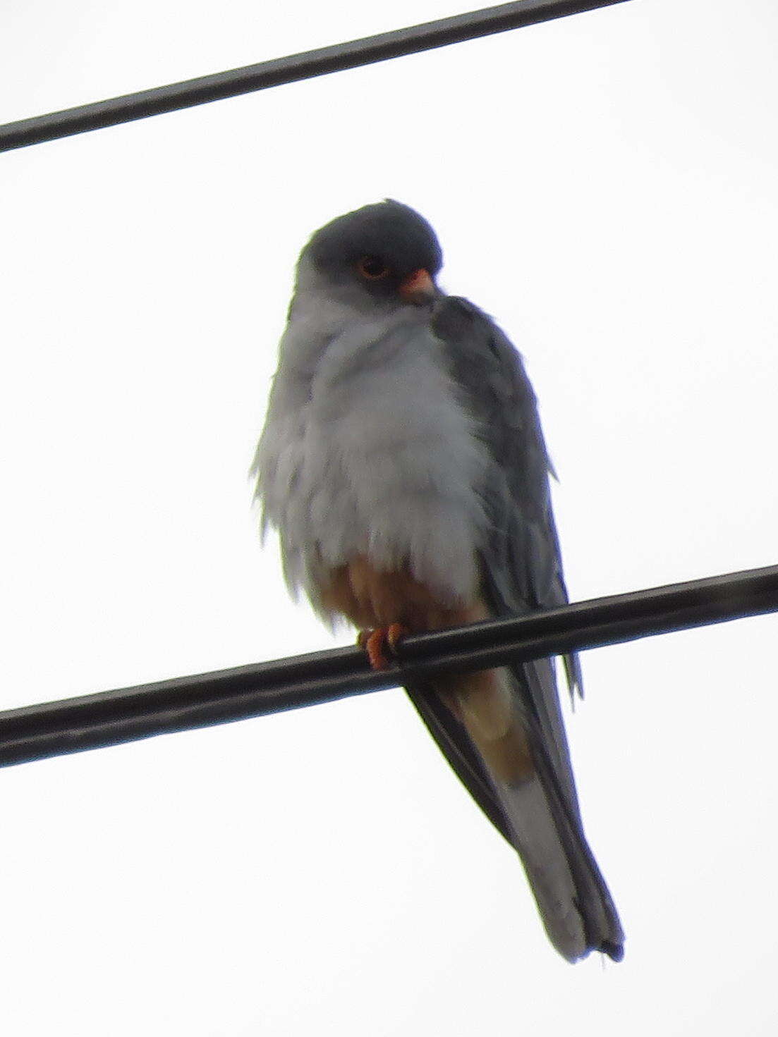 Image of Amur Falcon