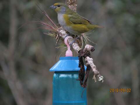 Image of Chestnut-bellied Euphonia